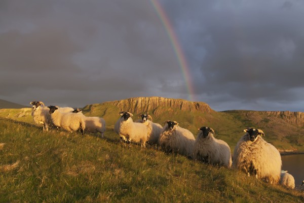 Sheep on a grassy slope with a rainbow in the cloudy sky, near Kilmaluag; Isle of Skye, Hebrides, Scotland by PacificStock