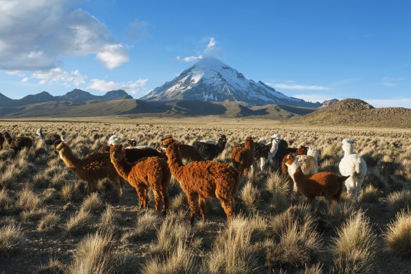 Lamas in front of Nevado Sajama, Sajama National Park; Bolivia by PacificStock