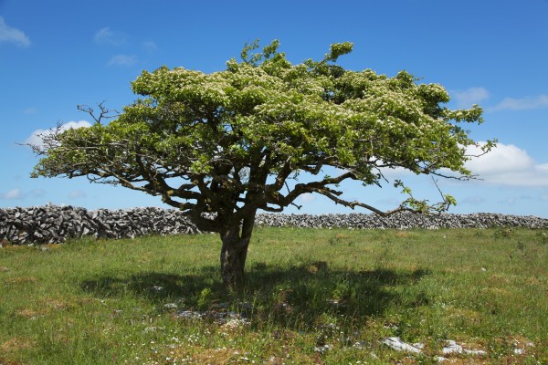 Tree and stone wall in the Burren; County Clare, Ireland by PacificStock
