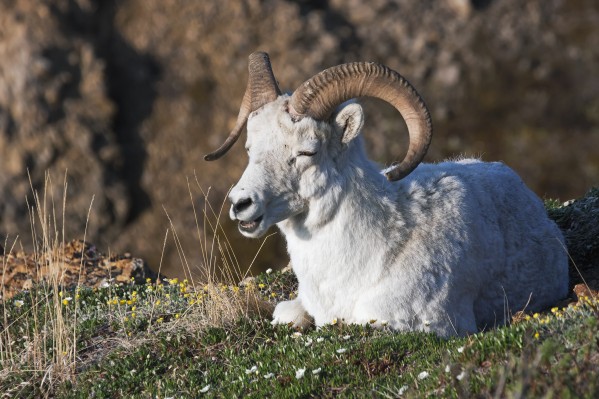 Dall Sheep Ram (Ovis dalli dalli) lying on a hillside in Denali National Park, Interior Alaska by PacificStock