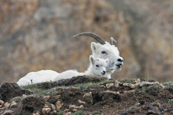 Dall Sheep lamb and its mother (Ovis dalli dalli) in Denali National Park, Interior Alaska by PacificStock