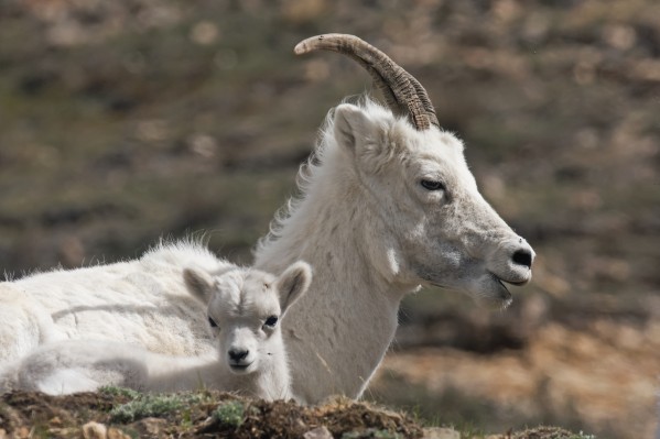 Dall Sheep lamb and its mother (Ovis dalli dalli) in Denali National Park, Interior Alaska by PacificStock