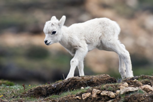 Dall Sheep lamb (Ovis dalli dalli) in Denali National Park, Interior Alaska by PacificStock
