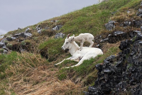 Dall Sheep (Ovis dalli dalli) lamb plays on top of its mother in Denali National Park, Interior Alaska by PacificStock