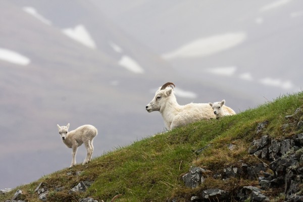 Dall Sheep ewe and her lamb (Ovis dalli dalli) in Denali National Park, Interior Alaska by PacificStock