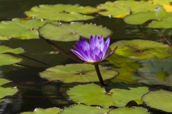 Water lily in the Bethesda Fountain in Central Park, New York City, New York, United States by PacificStock