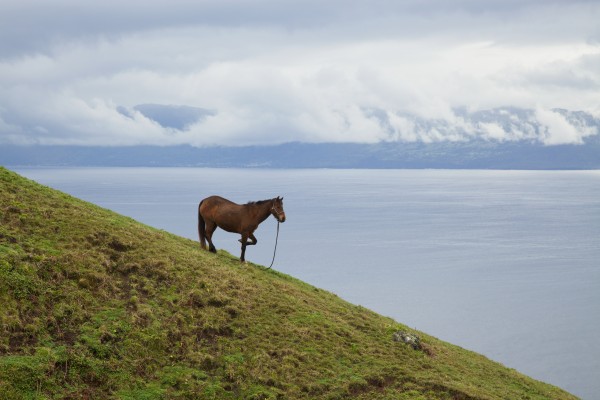 Horse on a hillside overlooking the water, near Velas; Sao Jorge Island, Acores, Portugal by PacificStock