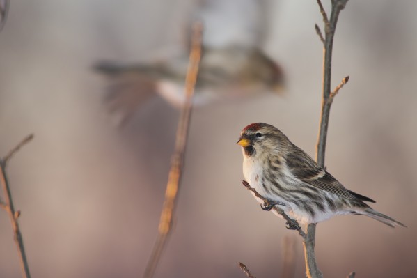 A Common Redpoll (Carduelis flammea) perches on a snowy spruce tree on a cold day in interior Alaska. Fairbanks, Alaska by PacificStock