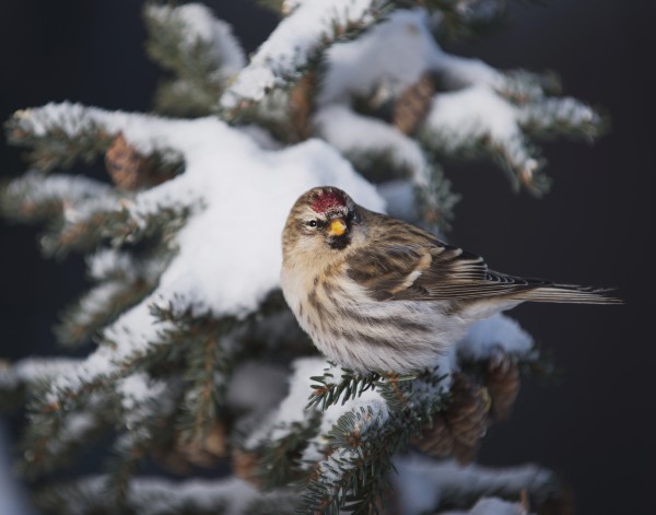 A female Common Redpoll (Carduelis flammea) perches on a snowy spruce tree on a cold day in interior Alaska. Fairbanks, Alaska by PacificStock