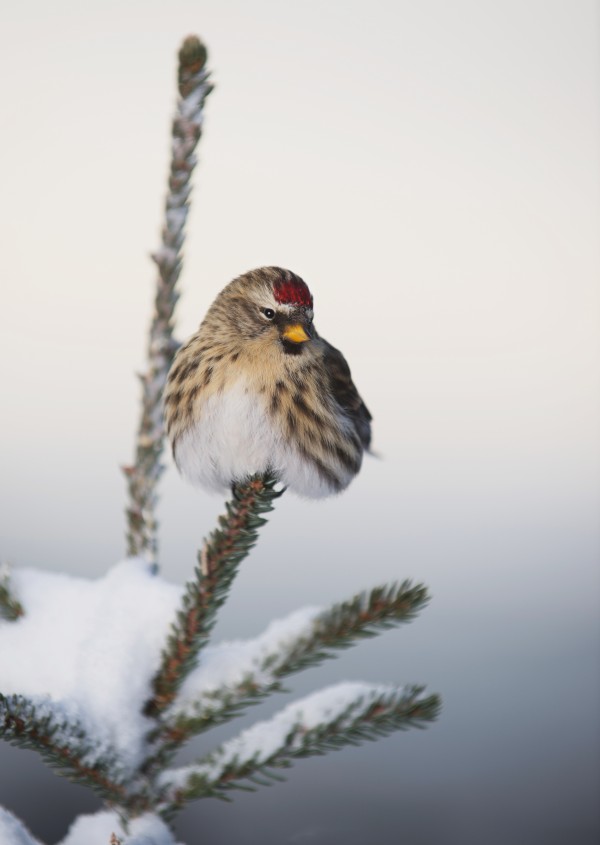 A Common Redpoll (Carduelis flammea) perches atop a snowy spruce tree on a frigid day in Interior Alaska. Fairbanks, Alaska by PacificStock