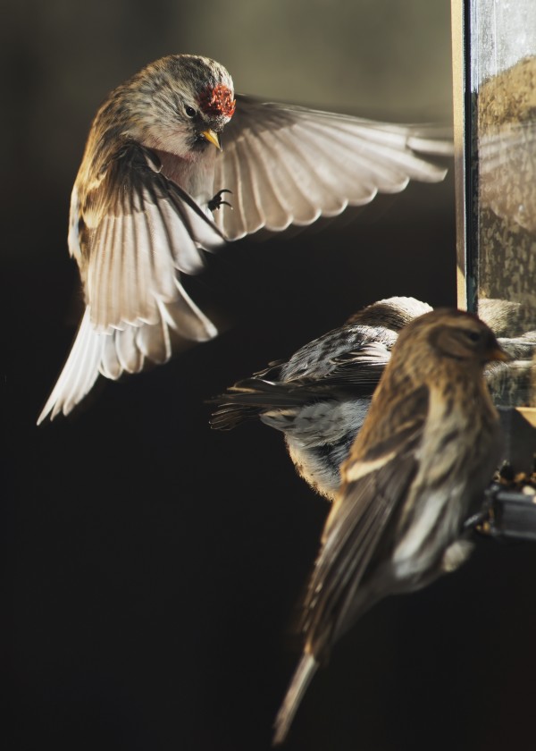 A male Common Repoll (Cadruelis flammea) hovers near a birdfeeder as it attempts to land. Fairbanks, Alaska by PacificStock
