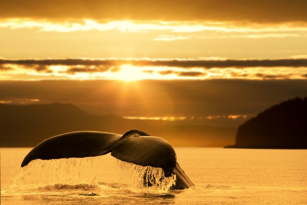 A Humpback Whale returns to the depths of Alaska's Inside Passage as the sun begins to set, Stephens Passage, near Juneau. by PacificStock