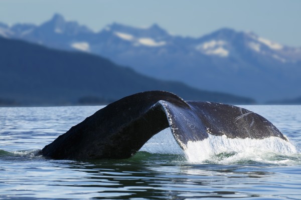 A Humpback whale lifts its flukes as it returns to the depths to feed in the bountiful waters of Alaska's Inside Passage, Tracy Arm in the distance, Stephens Passage, near Juneau. by PacificStock