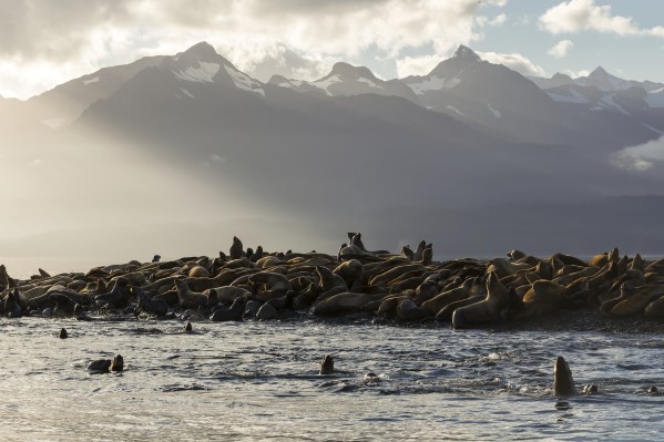 Sea lions basks in the last of the days light on a small island in Lynn Canal, Inside Passage, Alaska, near Juneau. The steep peaks of the Chilkat Mountains rise from the sea beyond. by PacificStock