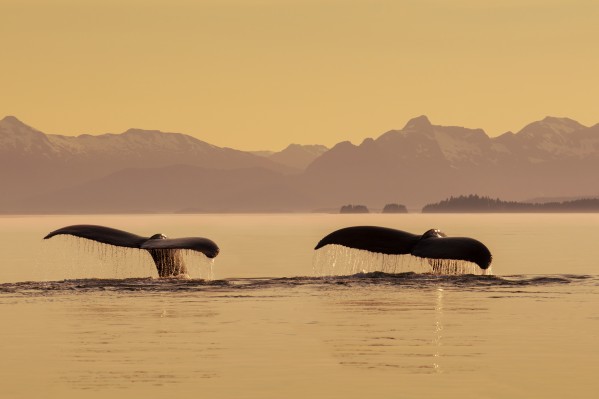 A couple of Humpback whales lift their flukes as they submerge beneath the calm surface of the Inside Passage, Frederick Sound at sunset on a summer evening, Admiralty Island in the distance. by PacificStock