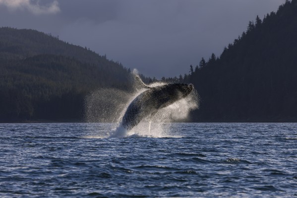 A Humpback Whale leaps from the waters of the Inside Passage near Juneau, Alaska. Favorite Passage, Shelter Island. by PacificStock