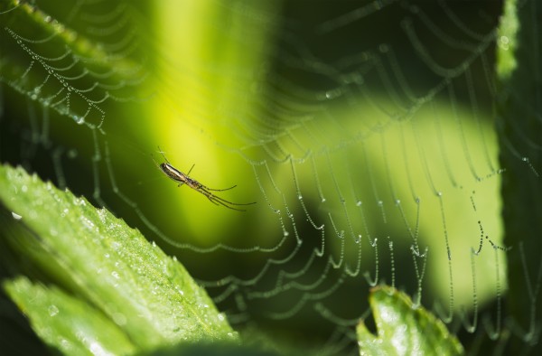 A spider waits in her web; Astoria, Oregon, United States of America by PacificStock
