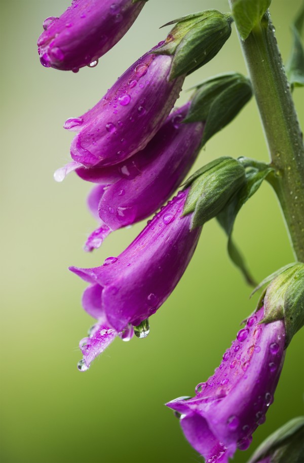 Raindrops cling to Foxglove petals; Astoria, Oregon, United States of America by PacificStock