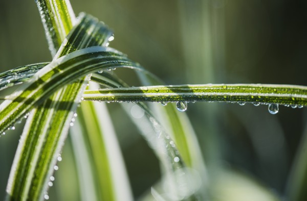 Dew clings to ornamental grass; Astoria, Oregon, United States of America by PacificStock