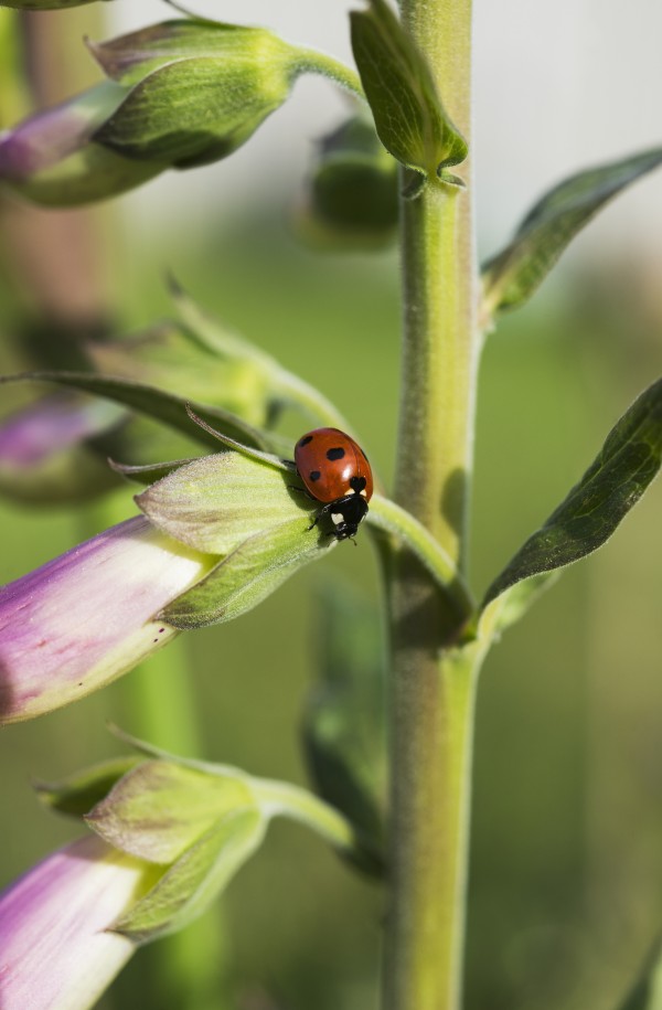 A Ladybug Beetle rests on Foxglove; Astoria, Oregon, United States of America by PacificStock