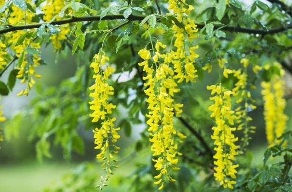 A Golden Chain Tree blooms; Astoria, Oregon, United States of America by PacificStock