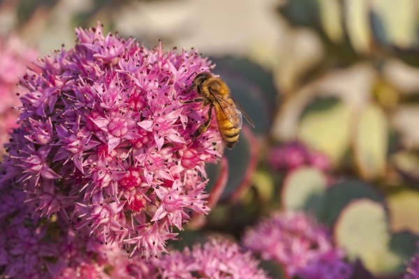 Honeybee on a dark pink Sedum flower (Apis mellifera); Toronto, Ontario, Canada by PacificStock