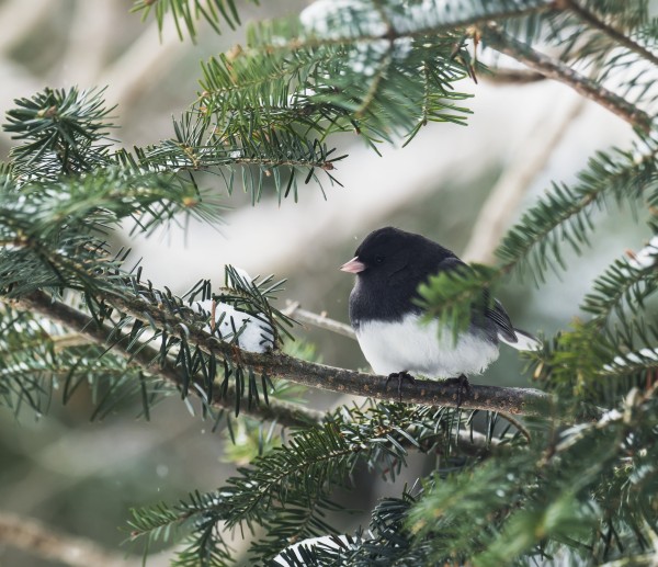 Dark-eyed junco on a spruce tree; Ontario, Canada by PacificStock