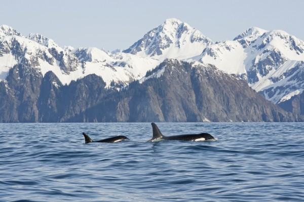 killer whale, or orcas, Orcinus orca, cow and calf swimming in Resurrection Bay, Kenai Fjords National Park, outside Seward, southcentral Alaska, spring by PacificStock