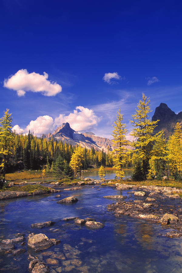 A Scenic Creek by PacificStock