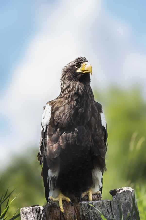 Golden Eagle, Assiniboine Park Zoo; Winnipeg, Manitoba, Canada by PacificStock