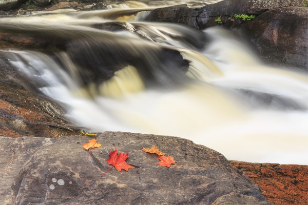 Red maple leaves on rock at Stubb's Falls, Arrowhead Provincial Park, near Huntsville; Ontario, Canada by PacificStock