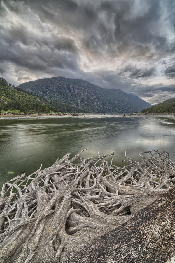 Roots from an old stump along the shores of Buttle Lake, Strathcona Provincial Park; British Columbia, Canada by PacificStock