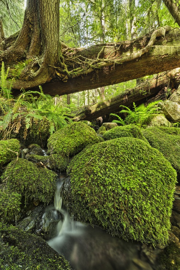 Rainforest in Avatar Grove near Tofino; British Columbia, Canada by PacificStock