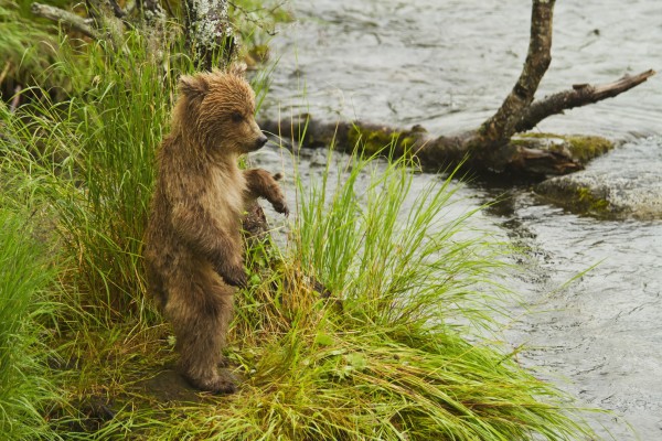 Brown bear (Ursus arctos) cub standing in grass at edge of Brooks River in rain, while mother is fishing for salmon, Katmai National Park, Southwestern Alaska by PacificStock