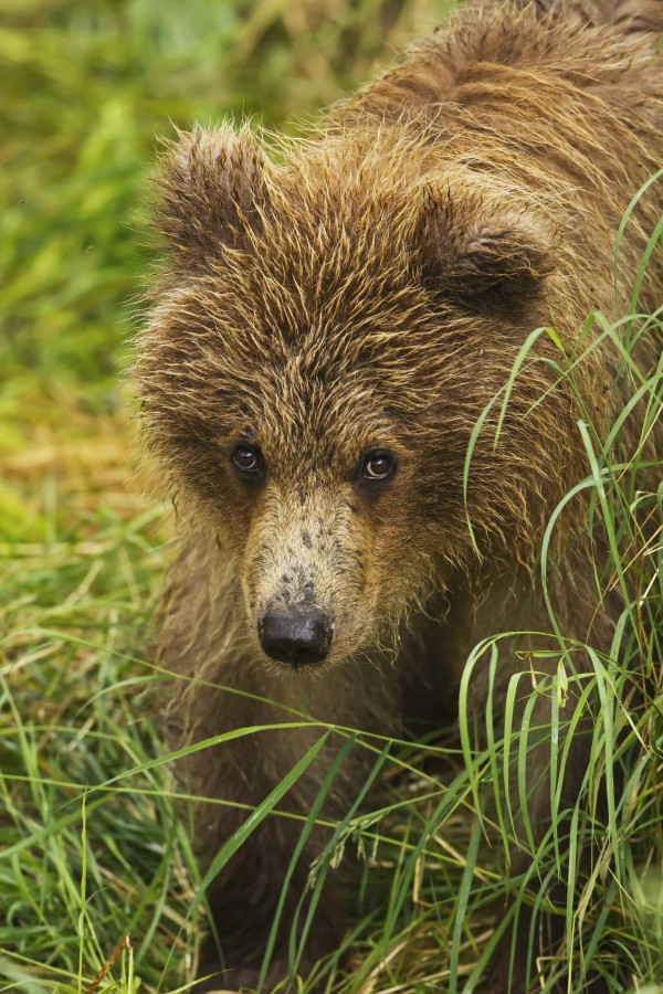 Brown bear (Ursus arctos) cub close-up, standing in grass, Katmai National Park and Preserve, Southwest Alaska, USA by PacificStock