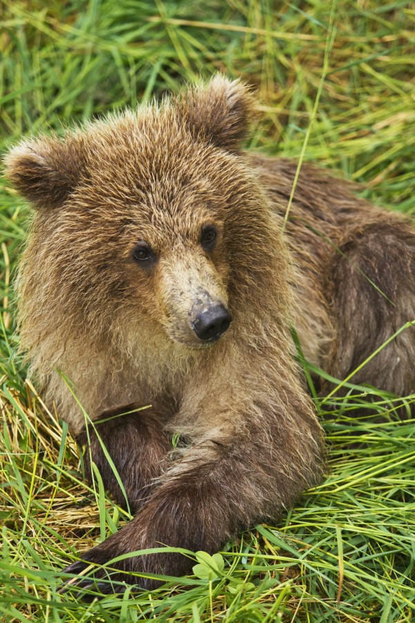 Brown bear (Ursus arctos) cub close-up, lying in grass, Katmai National Park and Preserve, Southwest Alaska, USA by PacificStock