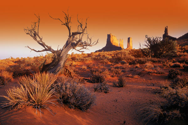 Dead Tree In Desert Monument Valley, United States Of America by PacificStock