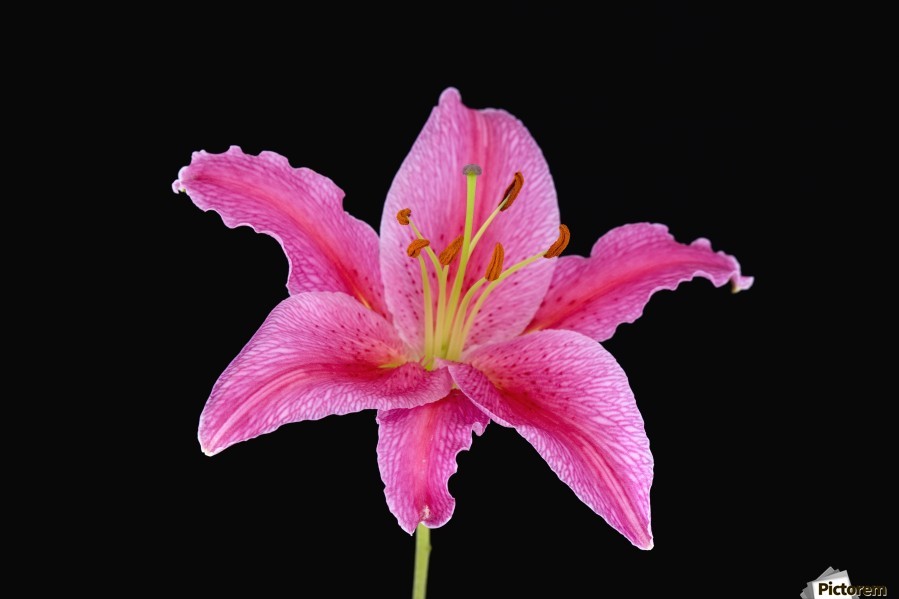 Pink Lily Against Black Background by PacificStock Wall Art