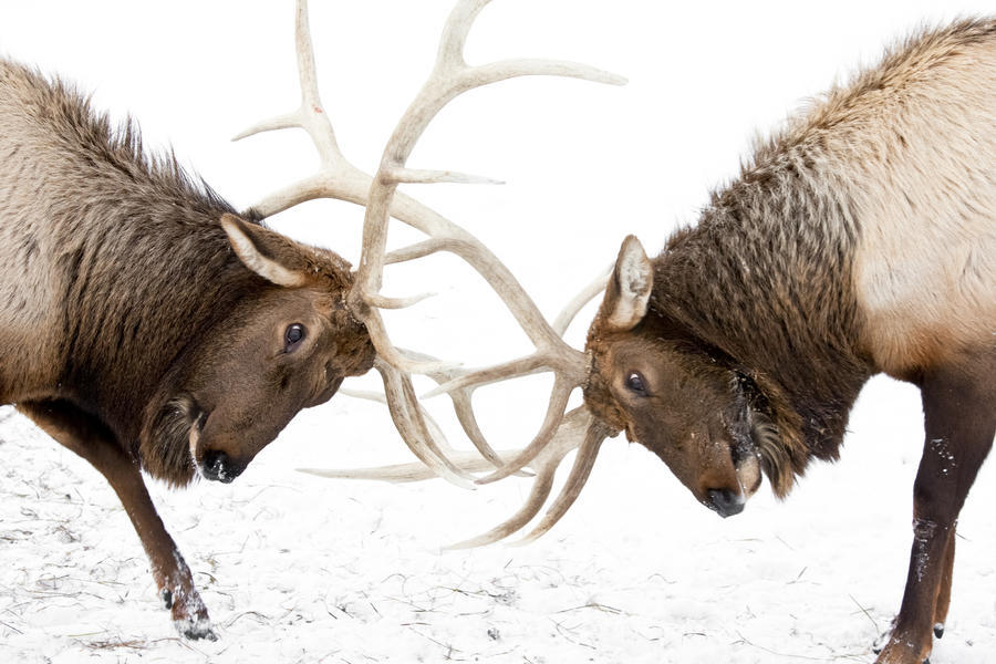 Captive: A Pair Of Large Rocky Mountain Elk Lock Antlers And Fight