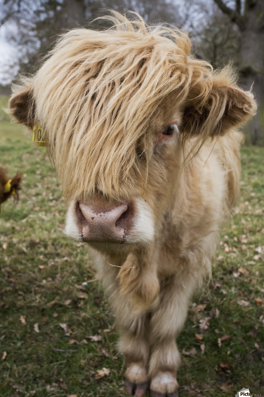 Cow With Long Hair Over It's Face; Scottish Borders, Scotland by