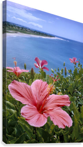 Hawaii, Pink Hibiscus Overlooking Beach B1589 by