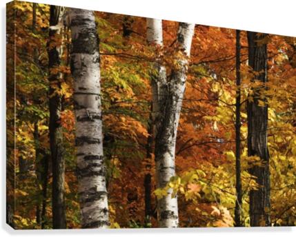 The colourful leaves and birch tree trunks in Algonquin Park; Ontario, Canada  Canvas Print