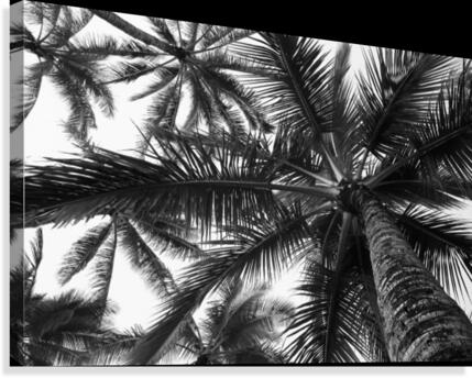 Low angle view of coconut palm trees in black and white; Honolulu, Oahu, Hawaii, United States of America Canvas Print