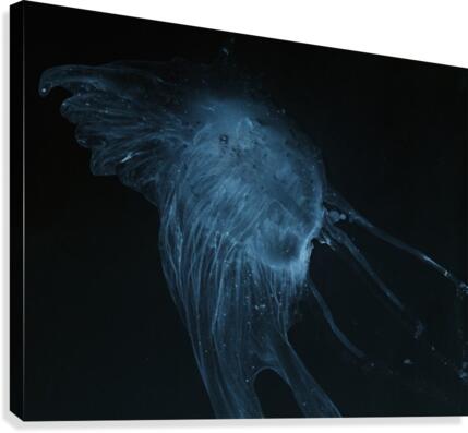 Glowing blue jellyfish in the dark water Canvas Print