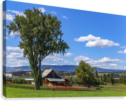 Beef cows rest in the shade of the barn roof under a blue sky with fluffy white clouds in the summer in the North Okanogan; British Columbia, Canada Canvas Print