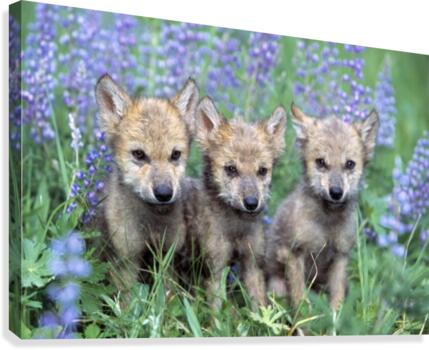 Three Wolf Pups Canvas Print