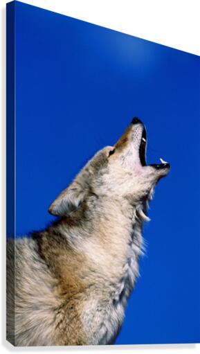Howling Coyote Canvas Print