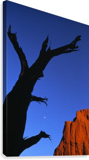Desert Canvas Print