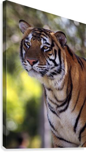 Bengal Tiger Canvas Print
