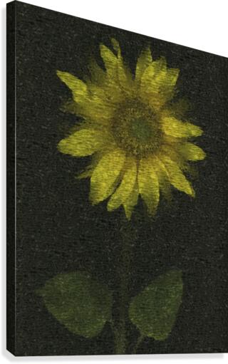 Sunflower Canvas Print